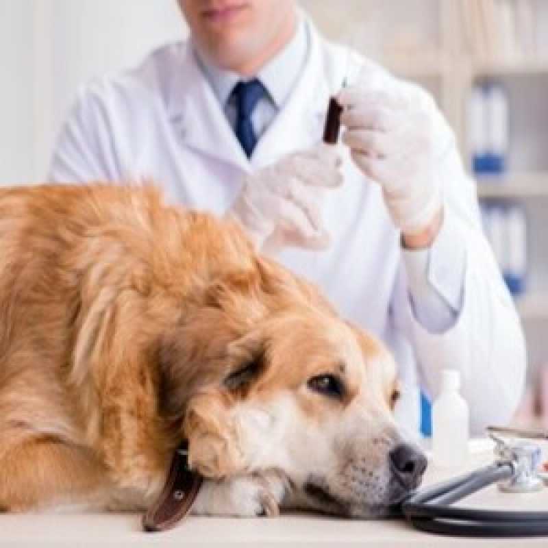 Exames de Sangue Laboratoriais para Animais Marcar Chácara da Saudade - Exames Laboratoriais para Cachorro