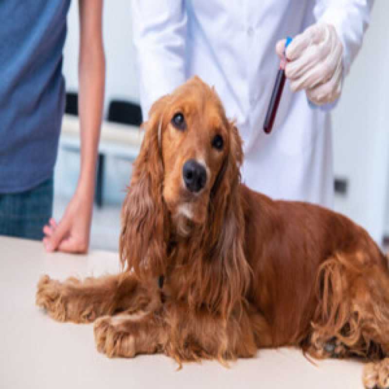 Exames Laboratoriais Gato Marcar Parque Imperial - Exames Laboratoriais para Cachorro