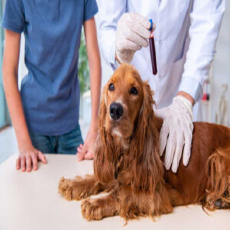Exames Laboratoriais Gato Puruba - Exames Laboratoriais para Cachorro