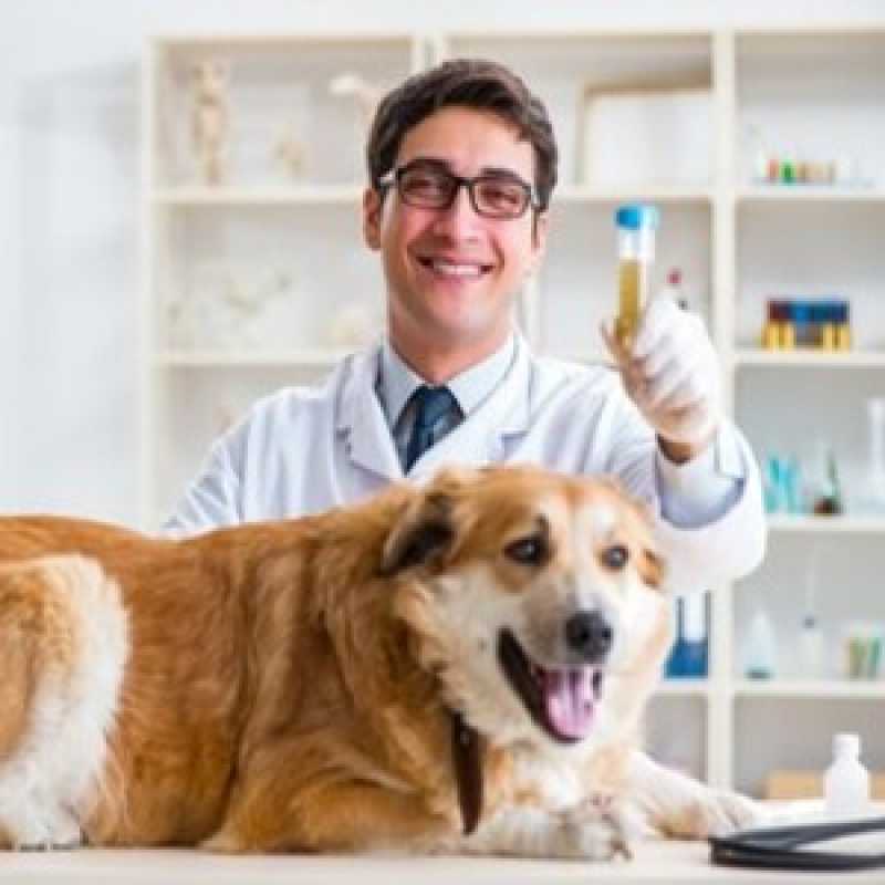 Exames Laboratoriais para Cachorro Marcar Corisquinho - Exames Laboratoriais para Cachorro