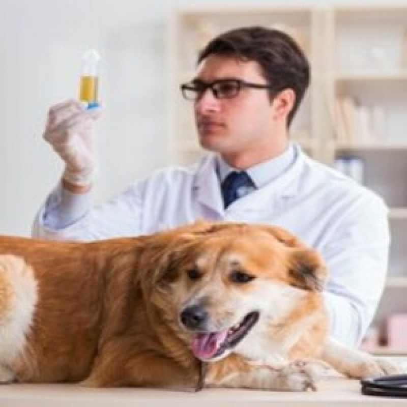 Exames Laboratoriais para Cachorro Colônia - Exames Laboratoriais para Cachorro