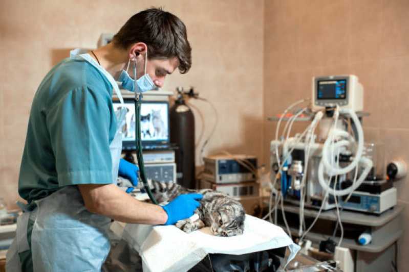 Onde Fazer Cirurgia Animal Sertão de Pereque-mirim - Cirurgia em Animais