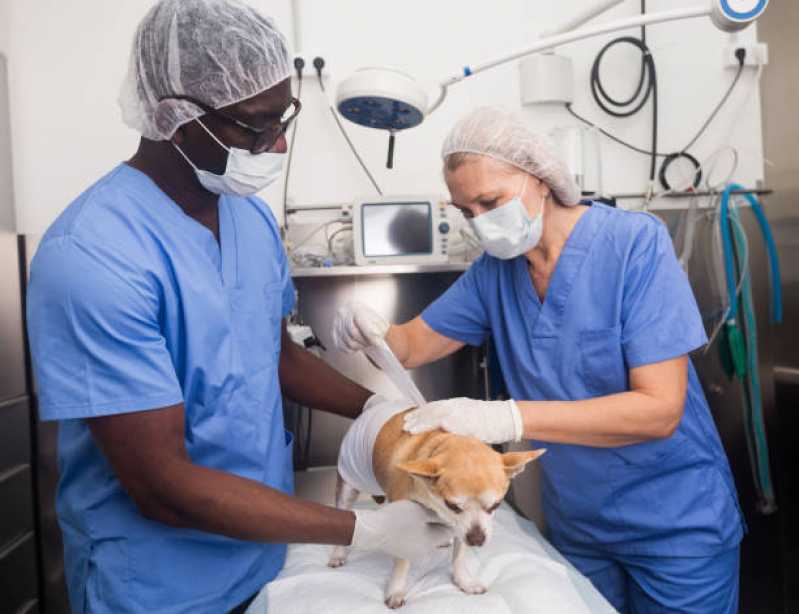 Onde Fazer Cirurgia Ortopédica para Cachorro Portão de Ferro II - Cirurgia para Gatos