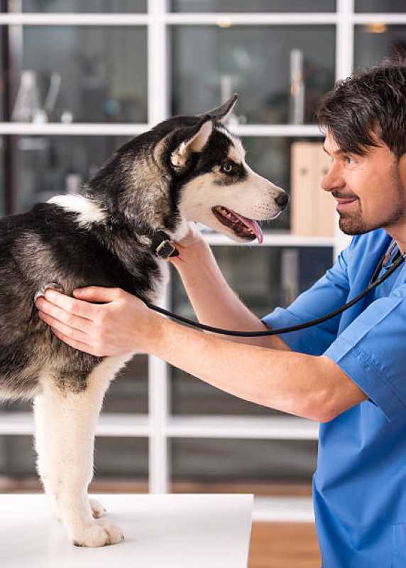 Onde Tem Atendimento Emergencial para Cachorros Jardim Brasil - Atendimento Emergencial Veterinário
