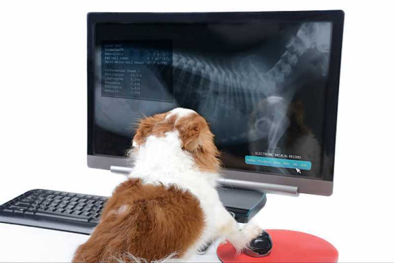Radiologia para Cachorros Agendar Copacabana - Radiologia para Animais de Pequeno Porte