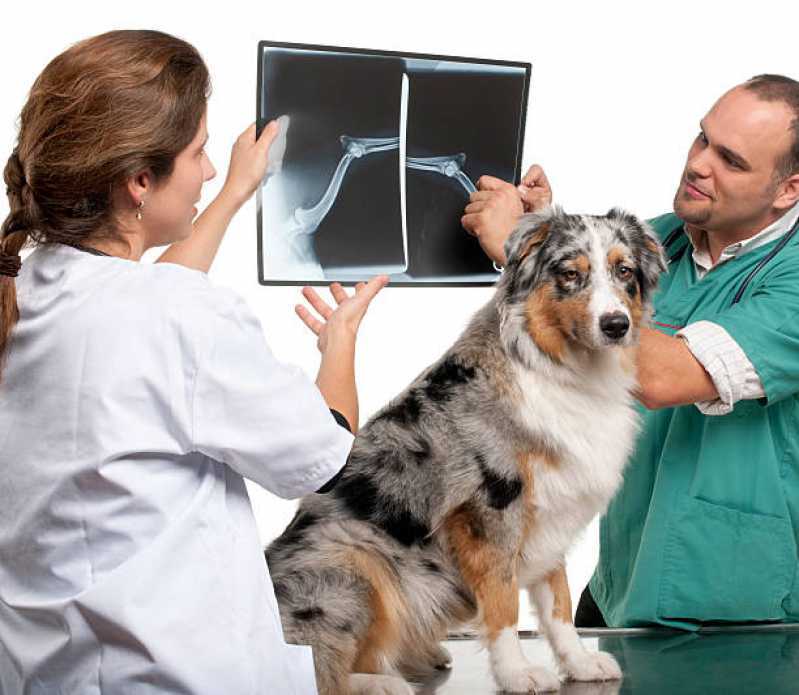 Radiologia para Cachorros Ipiranguinha - Radiologia para Cachorros