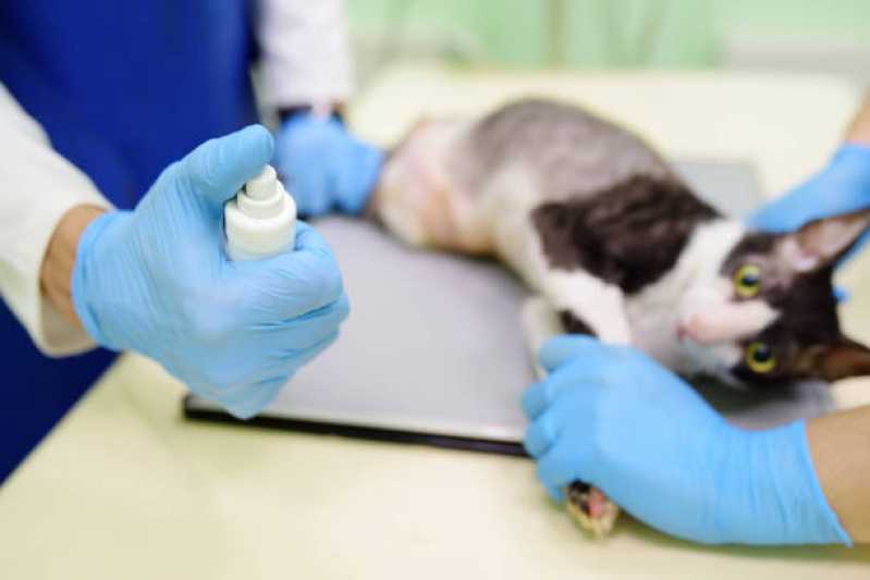 Radiologia para Gatos Agendar Jardim C Sindicatos - Radiologia Animal Paraty