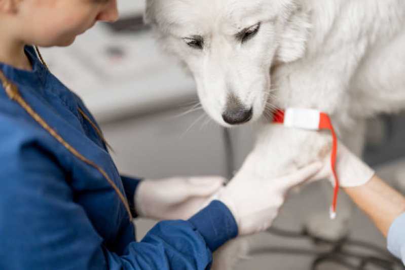 Internação para Animais