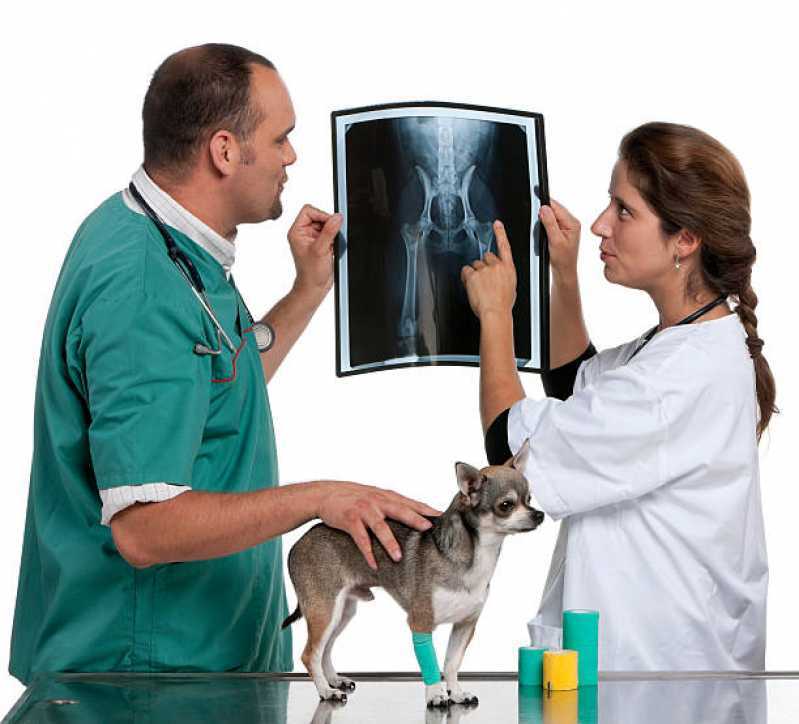 Radiologia para Animais