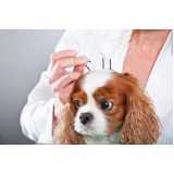 acupuntura de cachorro marcar Vila Oratório