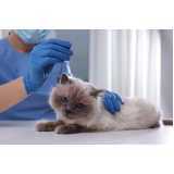 acupuntura em gatos Pereque-mirim