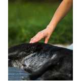 acupuntura para animais marcar Folha Seca