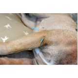 acupuntura para cachorro de pequeno porte marcar Jardim Flexeiras