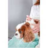 acupuntura para cão Costa Tabatinga