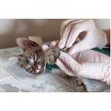 acupuntura para gatos marcar Jardim Sindicato