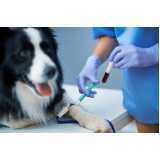 agendamento de exames laboratoriais cachorros Sertão de Ingá