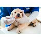aplicação de vacina contra raiva em cachorro Jardim Rua Santos