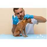 aplicação de vacina para cachorro Sertão de Arariba