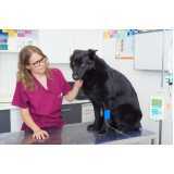 atendimento emergencial para cachorro clínica Sesmaria