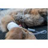 atendimento emergencial para cachorros 24h clínica Sesmaria
