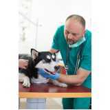 atendimento emergencial para cachorros clínica Sesmaria