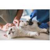atendimento emergencial para gatos clínica Pontal