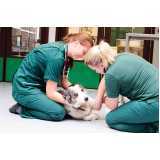 atendimento emergencial veterinário clínica Portal Tabatinga