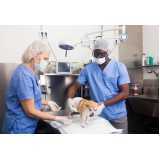 cirurgia ortopédica para cachorro Corisquinho