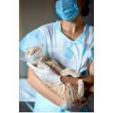 Cirurgia para Animais de Médio Porte