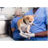 cirurgia para cachorros de pequeno porte agendar Taquaral