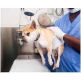 cirurgia para cachorros de pequeno porte Almada