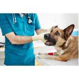 clínica veterinária especializada em cães e gatos telefone Corumbê