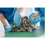 contato de clínica veterinária gato Jardim Olaria