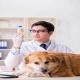 exame de laboratório para cães marcar Caborê