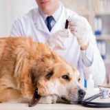 exames laboratoriais cachorros marcar Pedra Verde