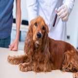 Exames Laboratoriais para Cachorro Caraguatatuba