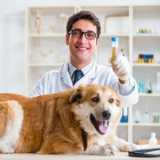 exames laboratoriais para cachorro marcar Praia de Caçandoca