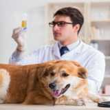 exames laboratoriais para cachorro Parque de Mangueira