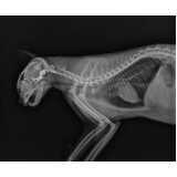 onde agendar radiologia para gatos Pantanal