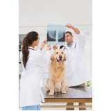 radiologia para cachorro Caputera