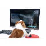 radiologia para cachorros agendar Portal do Tabatinga