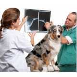 radiologia para cachorros Costa Tabatinga