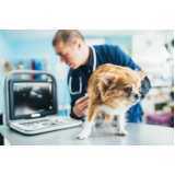 radiologia para gato Caputera