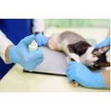 radiologia para gatos agendar Ipiranga