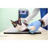 radiologia para gatos Bela Vista