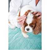 sessão de acupuntura para cão Pereque-mirim