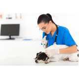 vacina antirrábica para cachorros Pontal Santamar