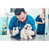 vacina contra raiva em cachorro Sumaré