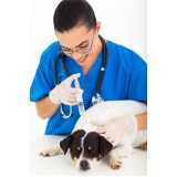 Vacina Antirrábica para Cachorros