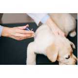 Vacina de Raiva para Animais